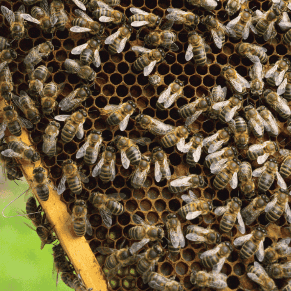 Unrivalled Runny Honey