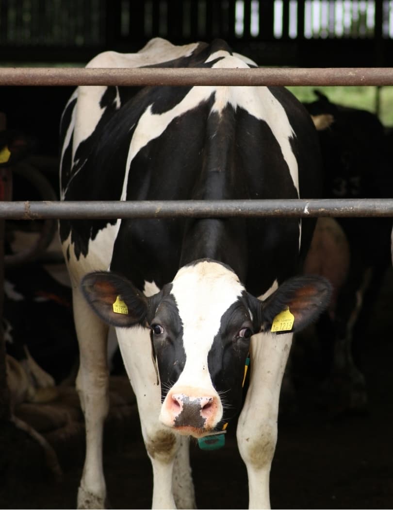 dales-cow